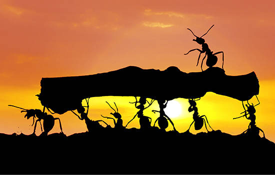 雄蚁的主要工作是什么 雄蚁的职责是什么