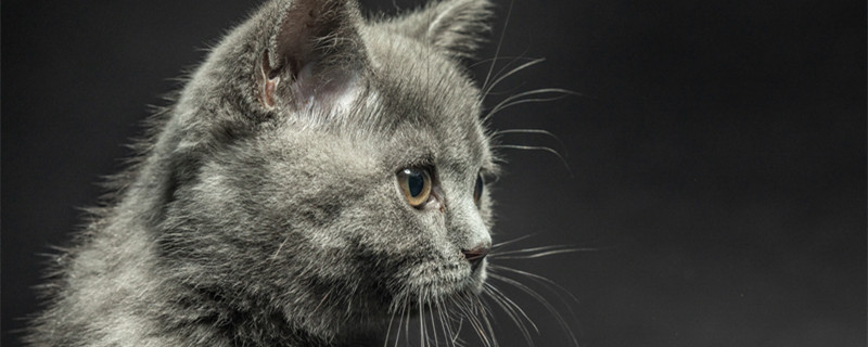 好奇害死猫是什么意思 好奇害死猫的来源