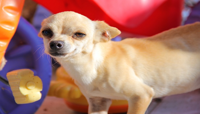 3个字的狗  3个字的狗有哪些