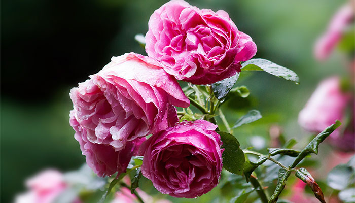 桃花杜鹃花梅花月季哪个不是同一季节 桃花杜鹃花梅花月季中哪种花不在同一季节