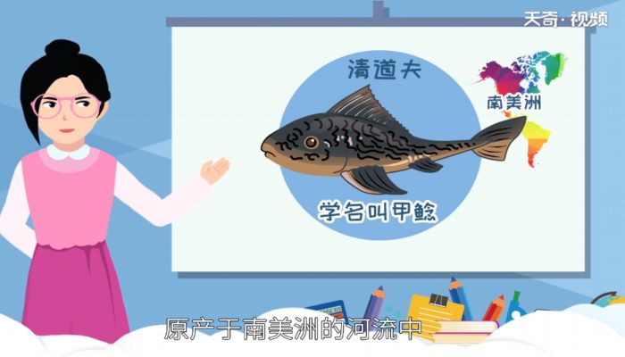 清道夫吃什么 清道夫吃什么饲料