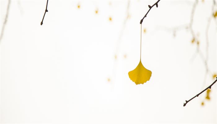 银杏是什么 银杏树介绍简介