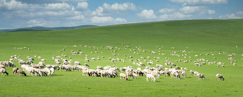坝上草原在哪 坝上草原在哪个省的