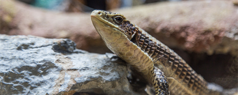蓝尾石龙子是不是二级保护动物 蓝尾石龙子是几级保护动物