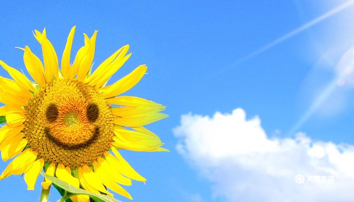 太阳花的花语 太阳花的花语和寓意