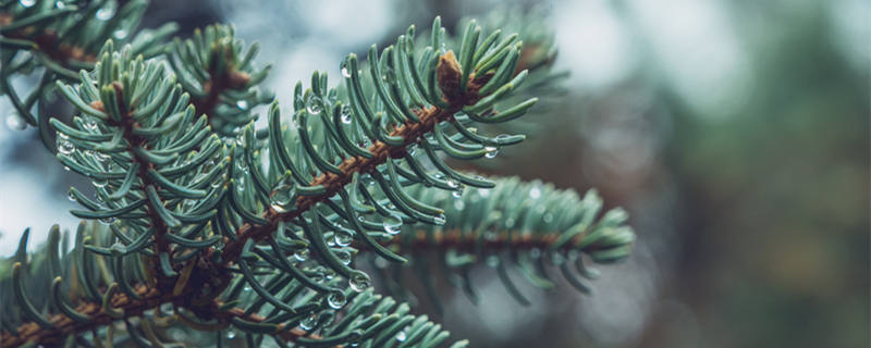 樟子松是什么木材 樟子松的用途