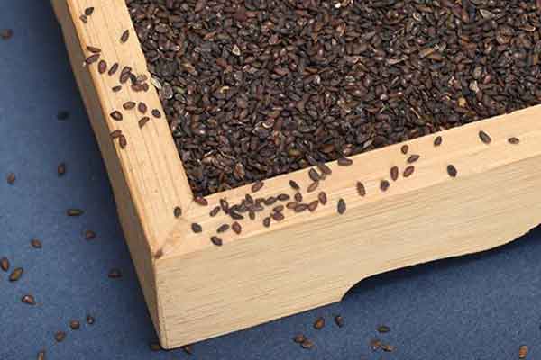 盐车前子的功效与作用 盐车前子的禁忌人群