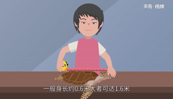 玳瑁是什么 玳瑁属于什么动物