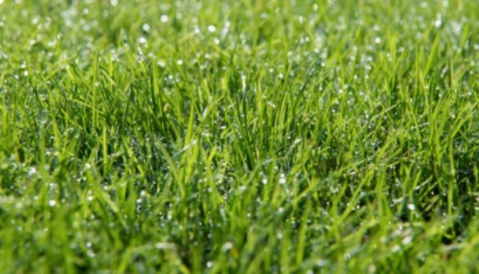 好像田里长了草什么字 好像田里长了草是哪个字