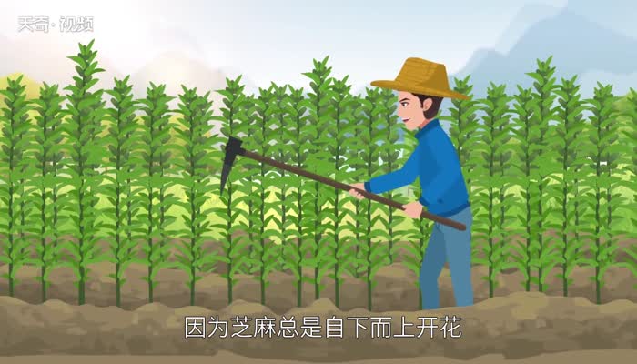 芝麻开花歇后语 芝麻开花歇后语是什么