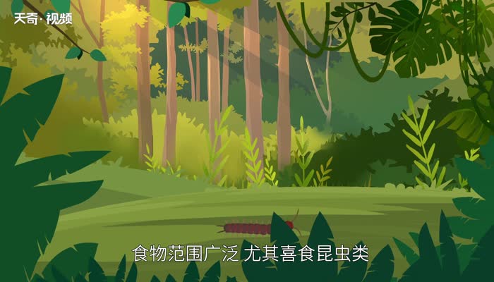 世界上最大的蜈蚣 世界上最大的蜈蚣有多长