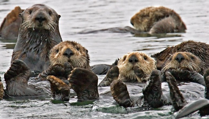 哪种动物喜欢把海藻缠绕在身上 什么动物喜欢把海藻缠在身上