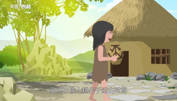 半坡人生活在什么流域 半坡人距今约多少年
