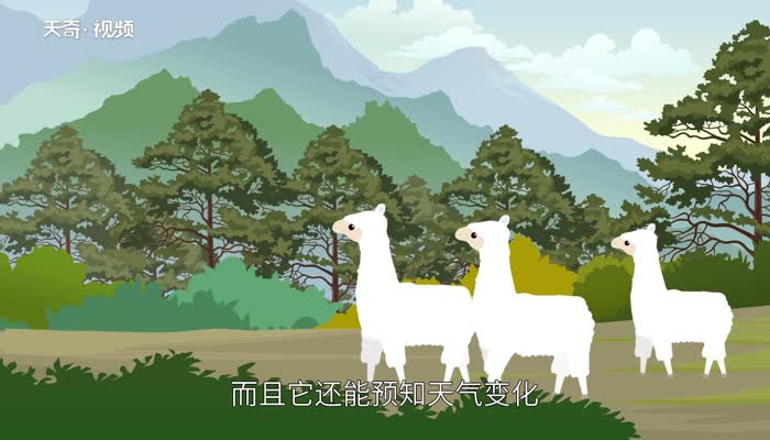 羊驼是羊还是驼  小羊驼是一种羊吗