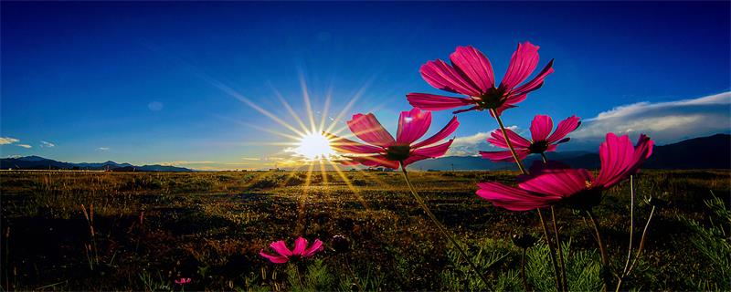 花枝的学名是什么 花枝是什么