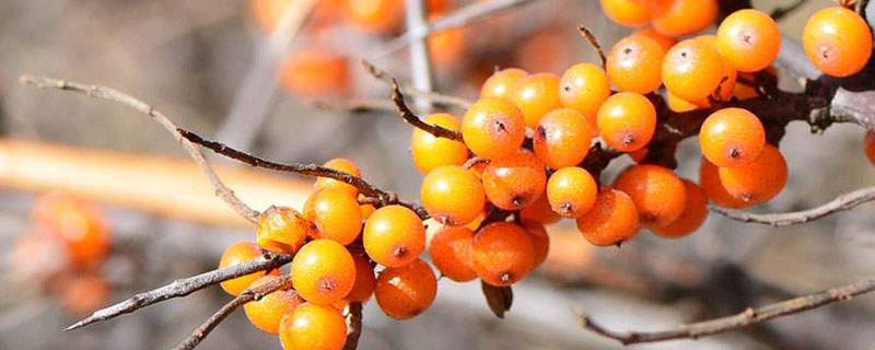 北方独有的水果 北方有南方没有的水果