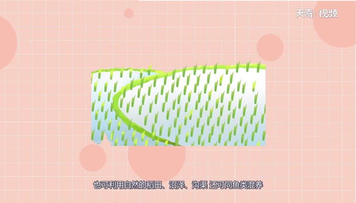 螺蛳是河鲜还是海鲜 螺蛳属于河鲜还是海鲜