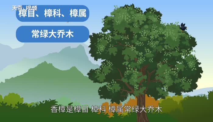 香樟树的作用 香樟树有什么作用