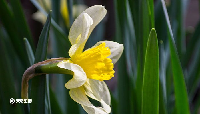 花中君子是什么花 花中君子是什么花名