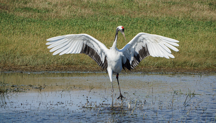 齐齐哈尔是哪个省的省会 齐齐哈尔是哪个省的省会城市