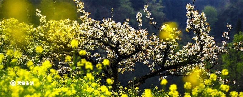 加拿大一枝黄花到底是什么 加拿大一枝黄花简介