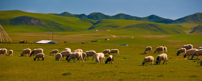 回族的风俗 回族的风俗有哪些