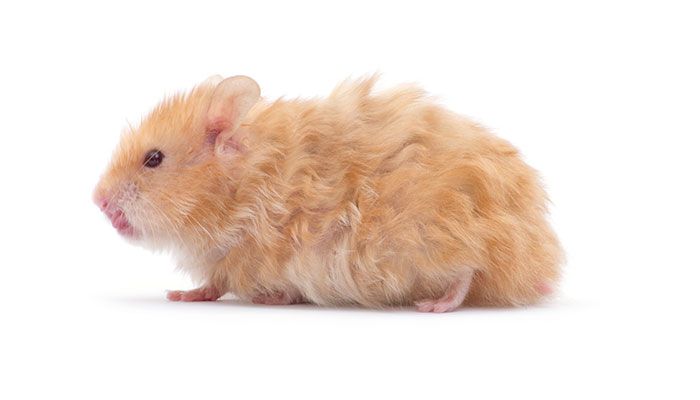 金丝熊吃什么 金丝熊吃什么食物