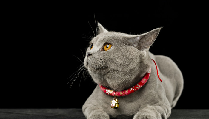 好奇害死猫是什么意思 好奇害死猫的来源