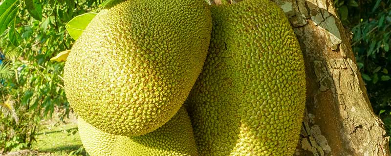 被菠萝蜜粘住手怎么办? 手粘上菠萝蜜胶怎么洗掉