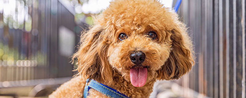 动物界的繁殖方法 动物界的繁殖方法有哪些