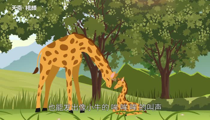 长颈鹿的介绍和特点 长颈鹿的外形特点介绍