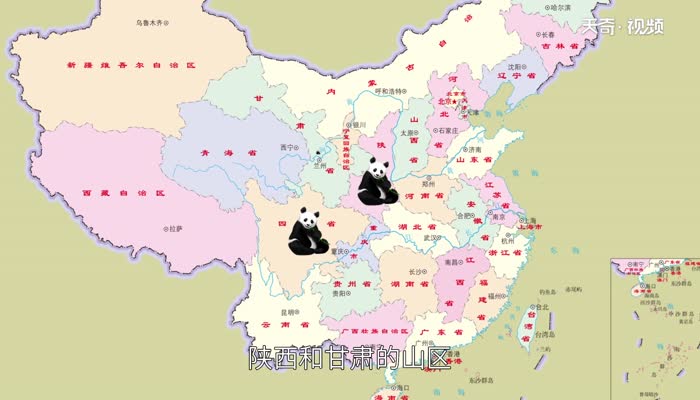 大熊猫吃肉吗 大熊猫是肉食动物吗