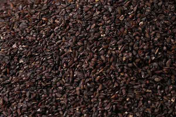 盐车前子的功效与作用 盐车前子的禁忌人群