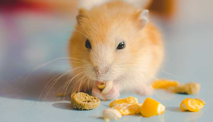 金丝熊吃什么 金丝熊吃什么食物