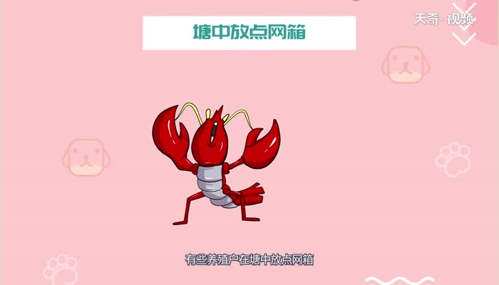 小龙虾什么时候最肥 小龙虾最肥是什么时候