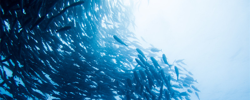 鲶鱼效应是什么意思 鲶鱼效应的何由来 