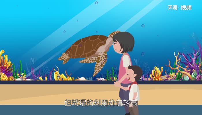 玳瑁是什么 玳瑁属于什么动物