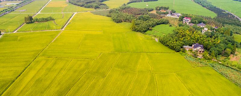 好像田里长了草什么字 好像田里长了草是哪个字
