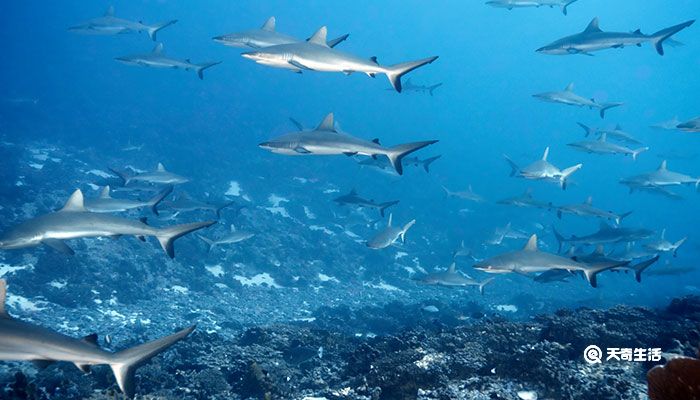 鲨鱼是不是哺乳动物 鲨鱼是哺乳动物吗
