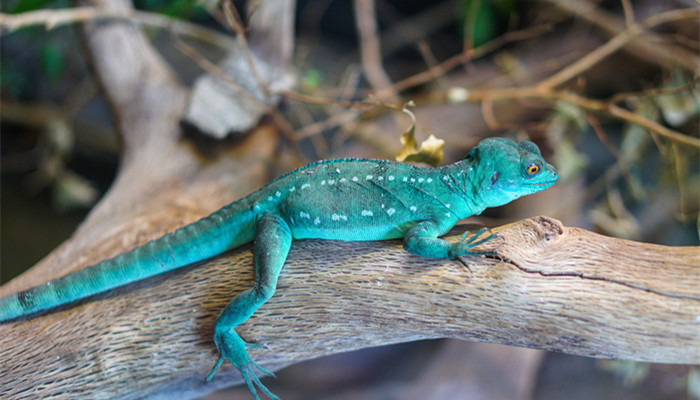 蓝尾石龙子是不是二级保护动物 蓝尾石龙子是几级保护动物
