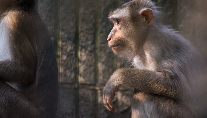 猴子的尾巴有什么作用 猴子尾巴的作用