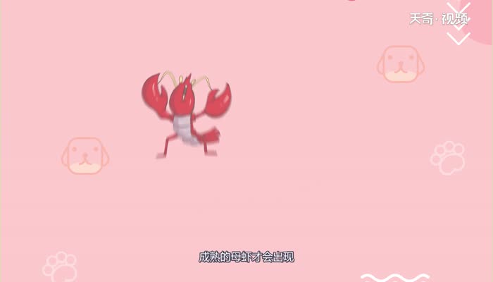 虾黄能吃吗 虾黄能不能吃