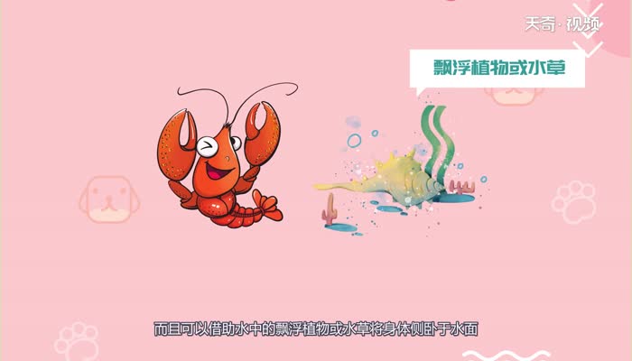 小龙虾在水里会淹死吗  小龙虾会淹死在水里吗