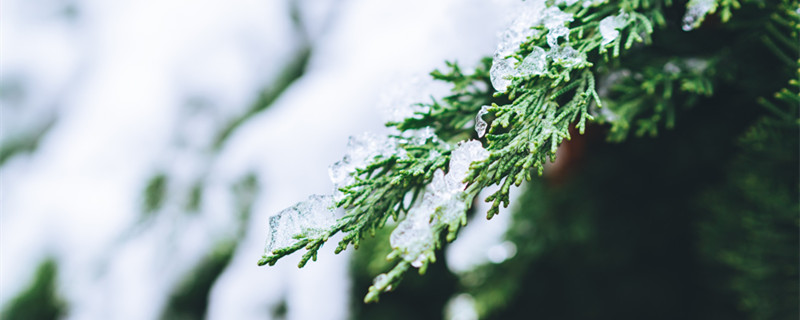 一九是从哪天开始的到哪一天结束 一九开始于哪一天