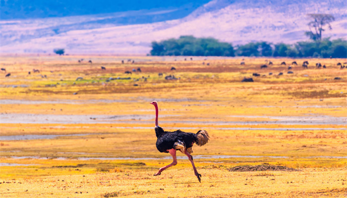 鸵鸟蛋多少千克 鸵鸟蛋大约多少克