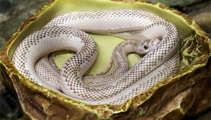 蛇的特点和生活习性 蛇的特点和生活特征 