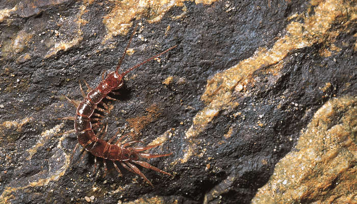 蜈蚣的生活环境和特点 蜈蚣生活环境及特点