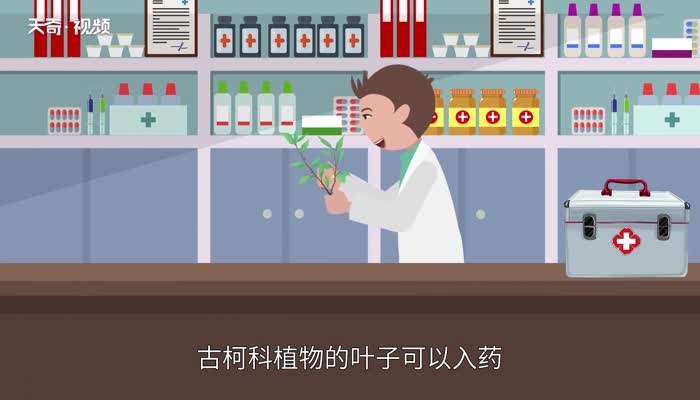 古柯主要种植在哪里 古柯叶可以提取什么