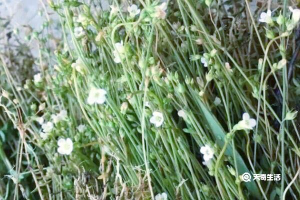 潮汕四叶莲的功效与作用 潮汕四叶莲的功效