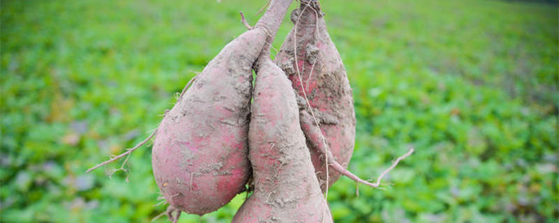 山芋是什么 山芋有哪些营养价值